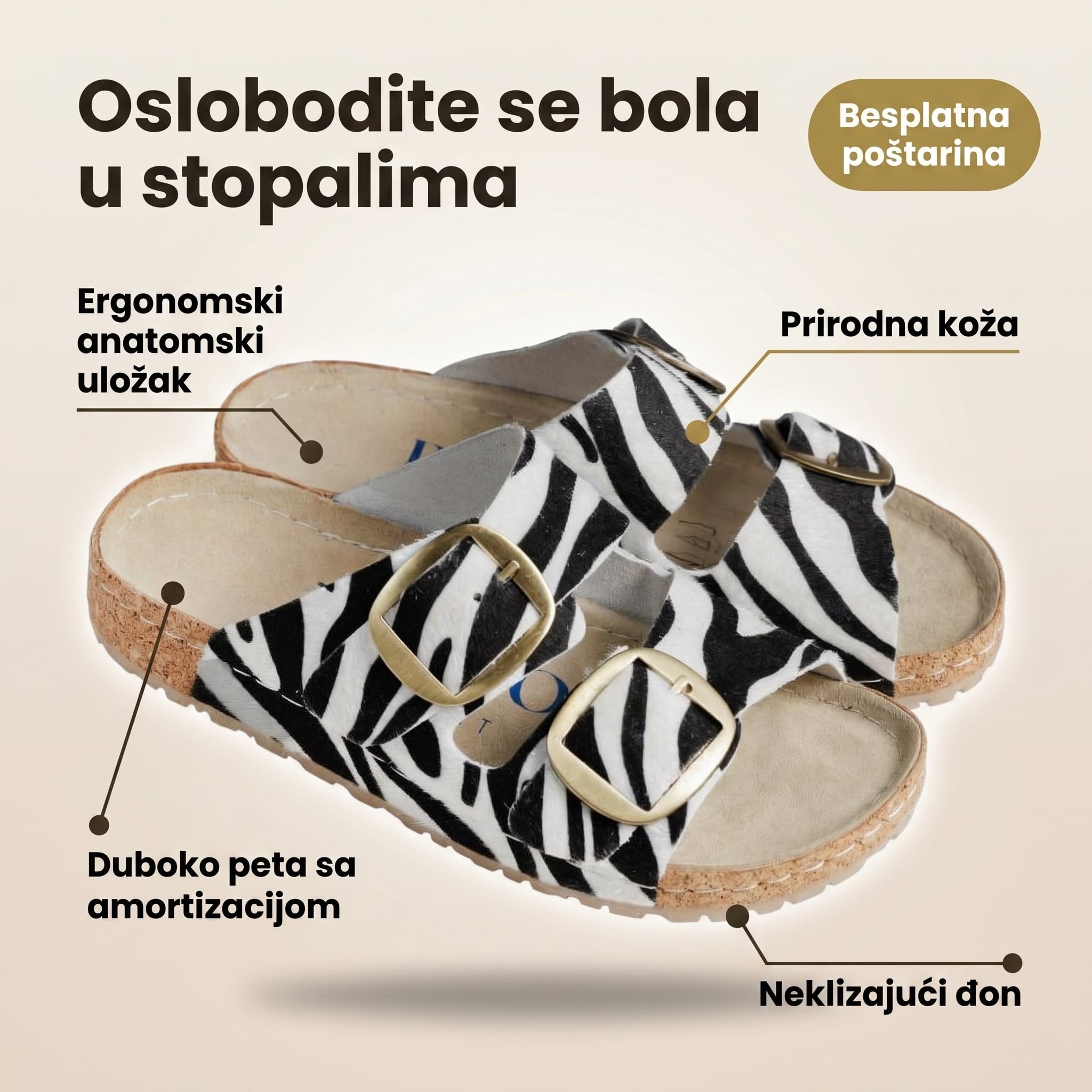Anatomska zebra papuča